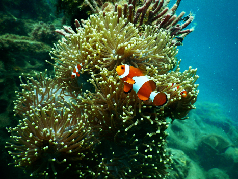 Clown fish in front of coral