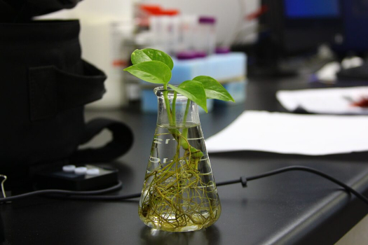 Green leaf plant in glass vase