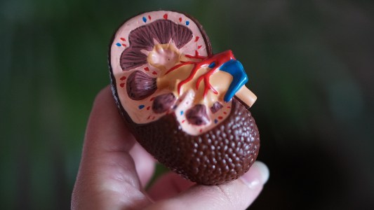 3d model of kidney cross-section